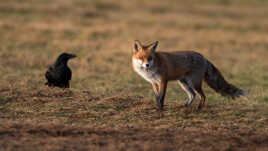 Le début d'une fable