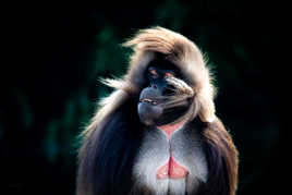 Fan de...Dick Rivers!