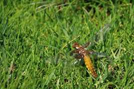 Je ne peux me sauver