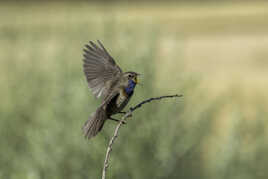 Le gorge bleue à miroir