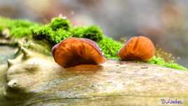 champignons des bois.9