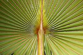 De nature symetrique