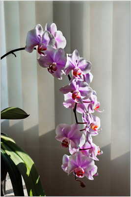 Mon orchidée
