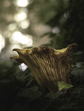 Chevelure d'une gouttière
