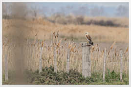 Busard des roseaux mâle