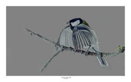 Mésange charbonniere