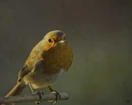 le petit oiseau des laboureurs.