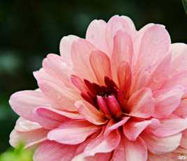 Dalhia après la pluie