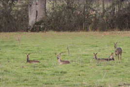 Chevreuils au repos