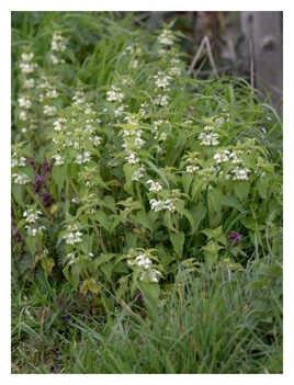 En bordure de chemins..
