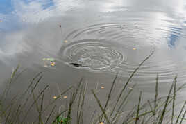 Rond dans l'eau de la truite