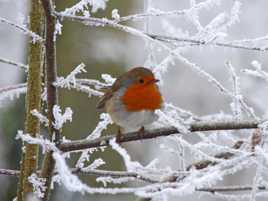 Rouge gorge