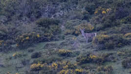 Cerf à Somiedo