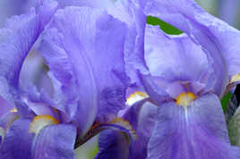 Iris