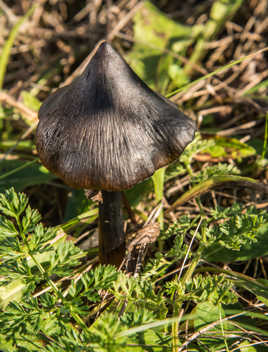 le coprin en déclin