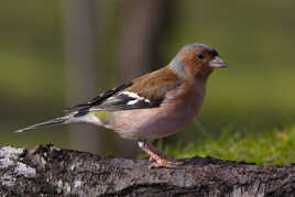 Tranquille, no stress