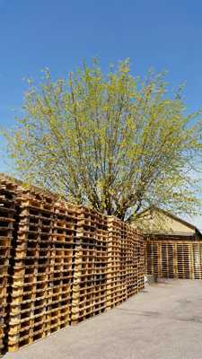 du bois de l arbre au bois du produit fini