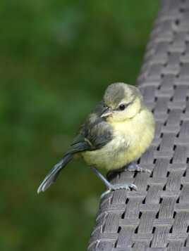 Bébé mésange bleue