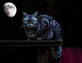 le Chat du Cheshire