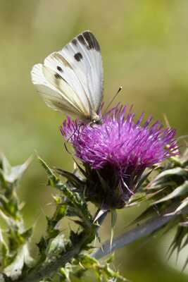 Piéride sur fleur