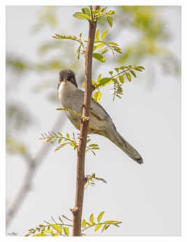 Oups je crois qu'elle m'a vu !