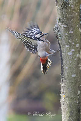 Visiteur du jardin