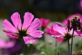 Cosmos en pleine vie