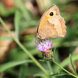 Centaurée et papillon