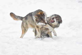 C'set moi le plus fort ...