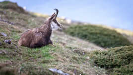 En attendant l'estive