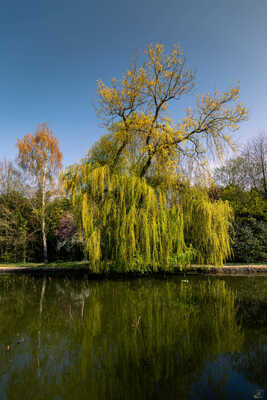 Mélange d arbres