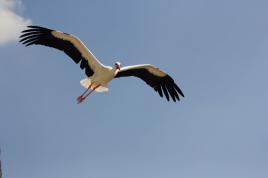 Moi aussi je suis là