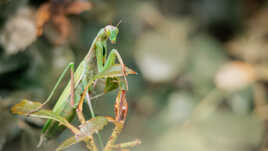 La pose mante