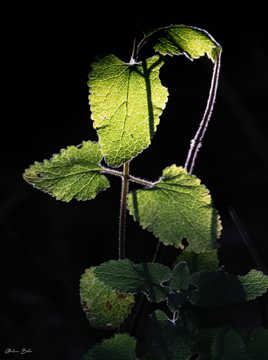 Jeu de lumière naturel sur un feuillage