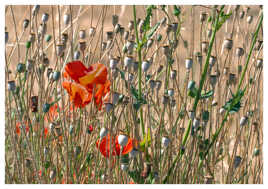 Fleurs de coquelicot au milieu d'une multitude de capsules de graines.