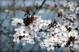 Cerisier en fleur