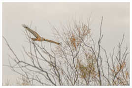 Mr Busard des roseaux