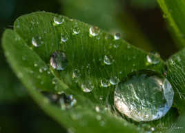 La famille goutte d'eau