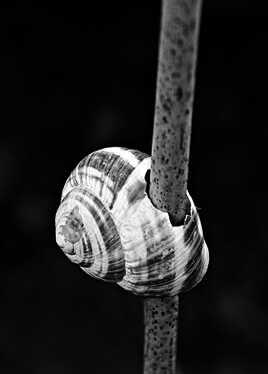 Coquille escargot empalée