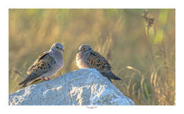 Double tourterelles des bois