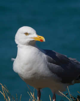 Un autre regard sur Etretat
