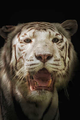 Tigre blanc