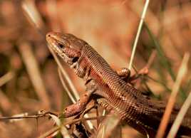 Un lézard au soleil