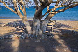 Le banc à l'ombre des tamaris