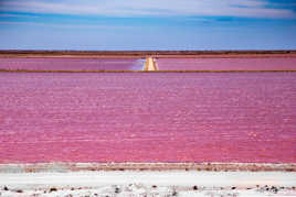 La vie en rose