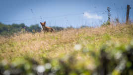 Coucou ! (Rencontre imprévue..)
