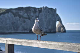 le Goeland d'Etretat