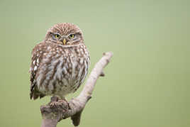 Chouette chevêche - Athene noctua - Little owl