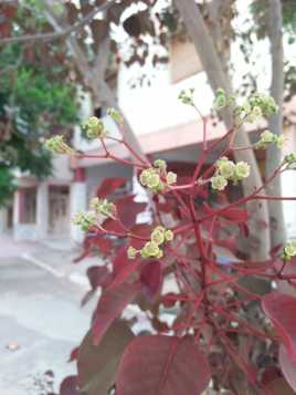 Petites beautés d'été