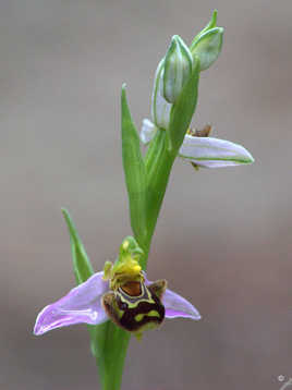 Ophrys abeille